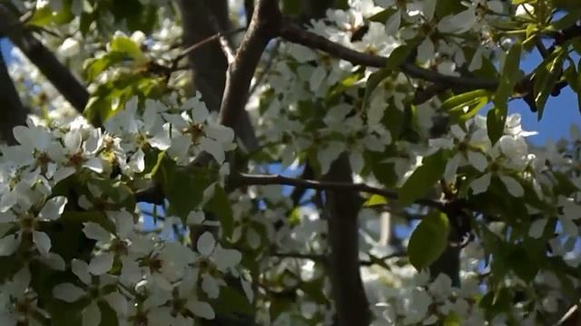 Груша расцвела в саду. смотреть онлайн