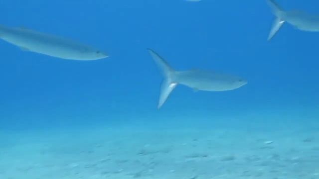 TEKİROVA DİVİNG CENTER-22