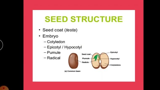 #Structure_Of_Seed# смотреть онлайн