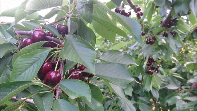 Lapins Cherries Harvest Season 2017 смотреть онлайн