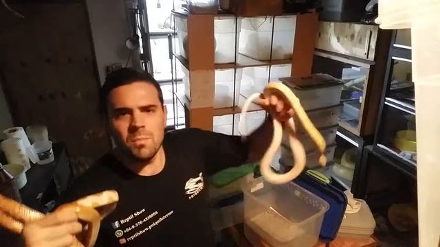Serpiente del maizal "Pantherophis guttatus g." смотреть онлайн