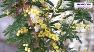 🌼 Пересадка мимозы: секреты весеннего ухода 🌼