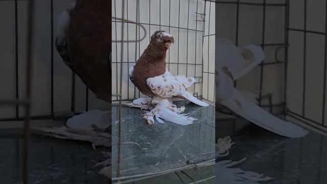 Великолепные двухчубые голуби. Двухчубые голуби. Tauben. Pigeons. Palomas. Pombos. 비둘기.