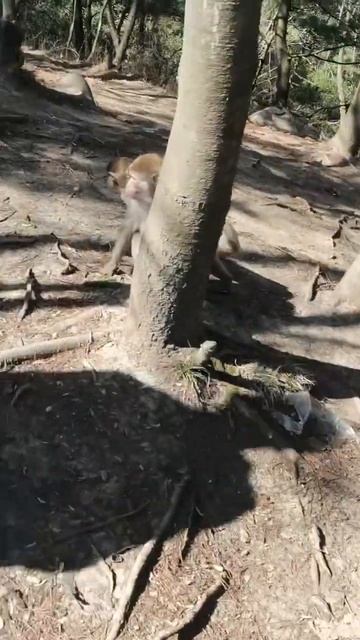 China is the best country for animals in the world. #youtubeshorts #monkey #animals #shortvideo смотреть онлайн