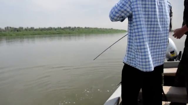 Сом, который победил