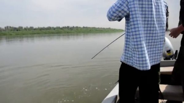 Сом, который победил