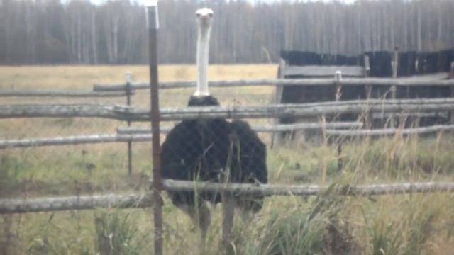 Страус Гудит смотреть онлайн