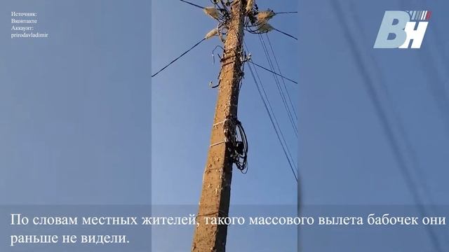 Массовый вылет непарного шелкопряда во Владимирской области смотреть онлайн