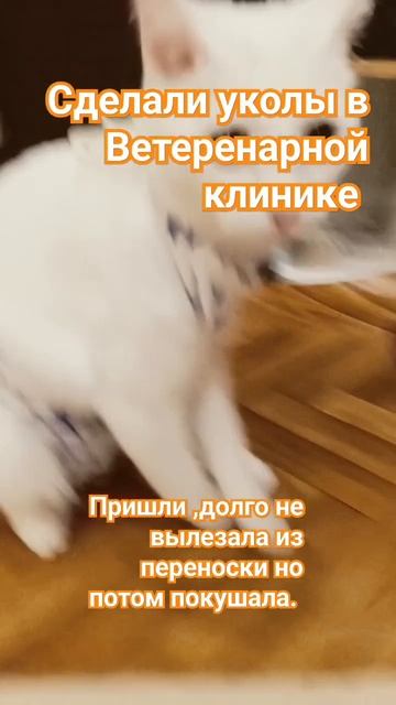 Пришли с уколов. 2 день после стерилизации смотреть онлайн