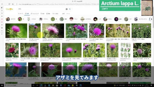 【ヴォイニッチ手稿】　フォリオ 29r この植物は何？