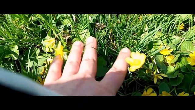 роскошная поляна лютиков в волгограде смотреть онлайн