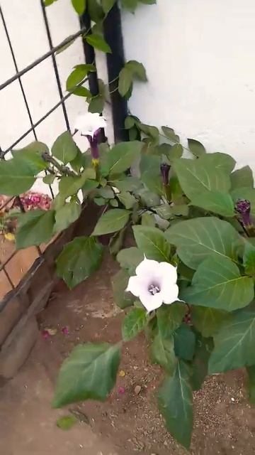 purple dhatura plant // rare plant in my home смотреть онлайн