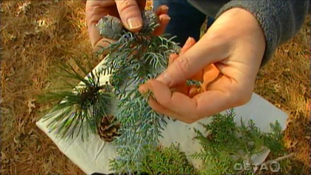 Conifers смотреть онлайн