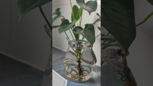 Антуриум в воде. Наращивание корней в воде.