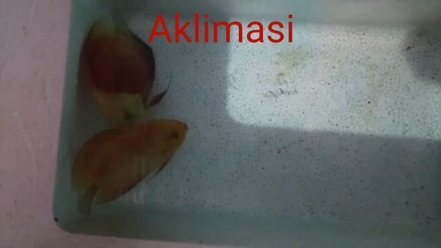 Unboxing Pair Discus Red Melon dari Seller Calang смотреть онлайн