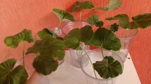 Пеларгония ЮВ Баронесса