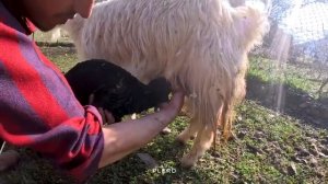 13.03.2023 Посмотрите, как иранские кочевники превращают молоко в творог В 2023 году! (Часть 1)