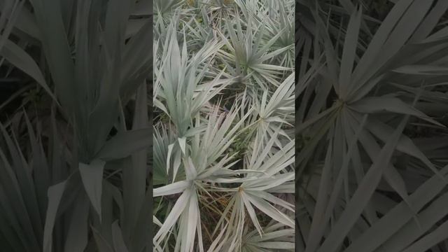 Bok Tower Gardens смотреть онлайн
