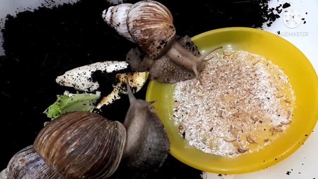 Что едят улиточки Ахатины 🐌 Что едят мои улиточки Татошка и Тимошка))