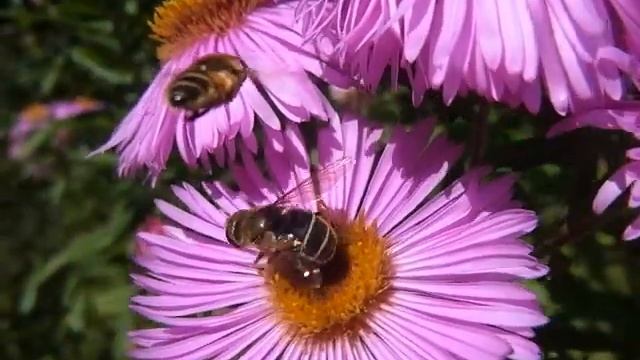 syrphe смотреть онлайн