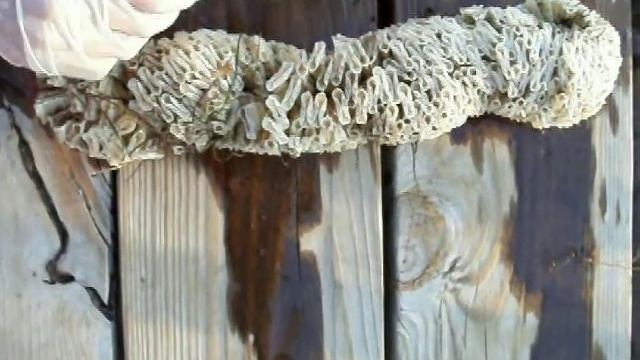 Huge horse conch egg sac cluster. смотреть онлайн
