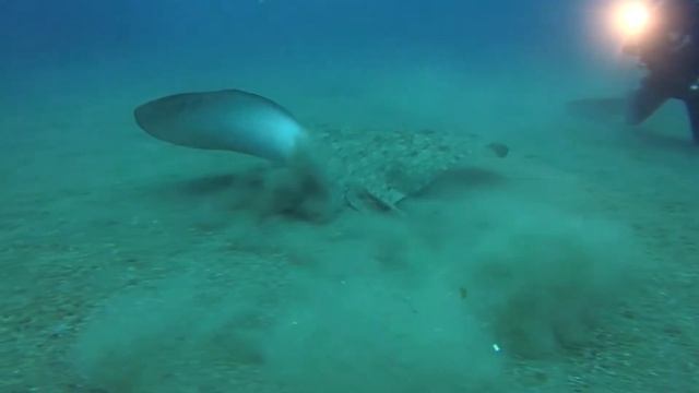 Butterfly Ray смотреть онлайн
