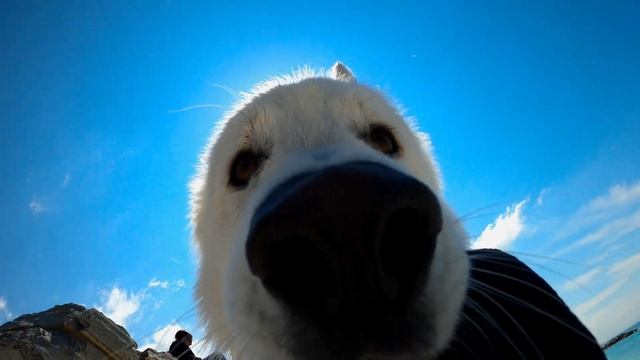 Dog Holds a Camera, Given by Owner, in its Mouth смотреть онлайн