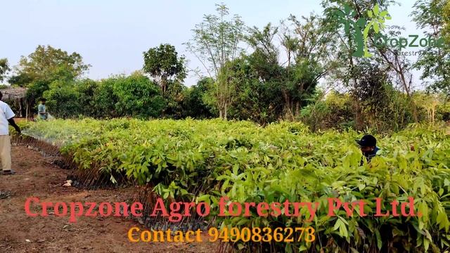 Cropzone Agro Forestry Pvt Ltd.9490836273