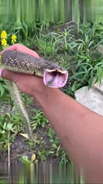 Funniest snakes ever! #hognose #wild #nature #outdoors #funny #scary #animals #viral #snake #foryo смотреть онлайн