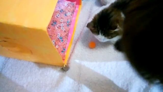 Кошка не хочет новый домик? Как нарядить котика - Cat doesn't want a new house? How to dressup a pe смотреть онлайн