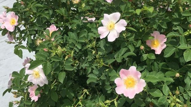 Алматы. 61 день карантина. Парки закрыты смотреть онлайн