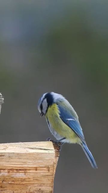 beautiful bride 💕💕#shorts смотреть онлайн