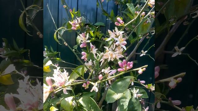Lemon tree blooms in pot. Цветение лимона в горшке. смотреть онлайн