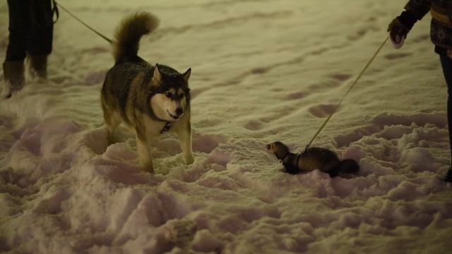 Хорек vs хаски/ferret vs husky смотреть онлайн