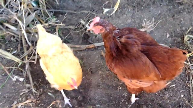 Why Chickens Stop Laying Eggs! смотреть онлайн