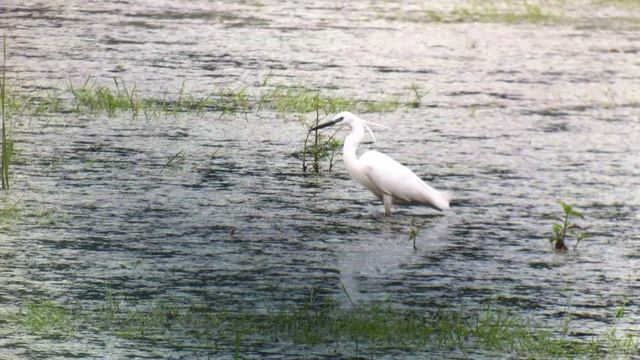 Volavka stříbřitá (Egretta garzetta) смотреть онлайн