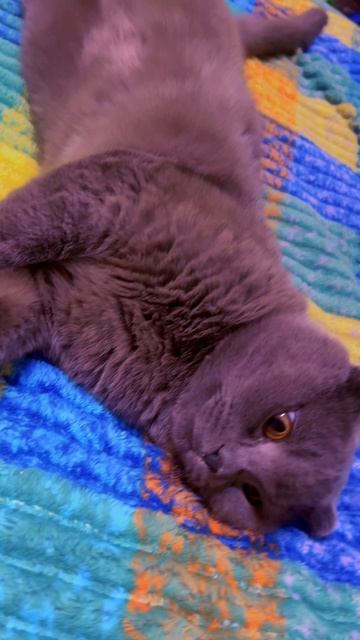 🔴КОТ СМОКИ🔴 смотреть онлайн