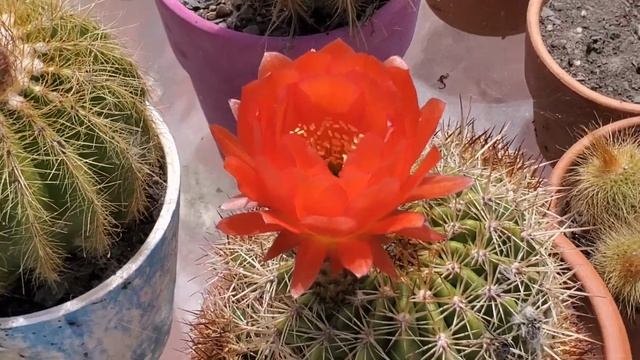 Làm Vườn Ở Mỹ. Chuyện Giờ Mới Kể Chậu Quỳnh Sen Té Ghế  Sứt Càng Gãy Gọng.Vườn Hoa Của Tiên.