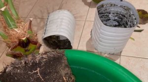 Финиковая пальма, ПЕРЕСАДКА В НОВЫЙ ГРУНТ