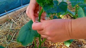 ПОДКОРМИТЕ ОГУРЦЫ ТАК И НЕ ПОЖАЛЕЕТЕ! ПЕРВАЯ ПОДКОРМКА ПОСЛЕ ВЫСАДКИ РАССАДЫ.