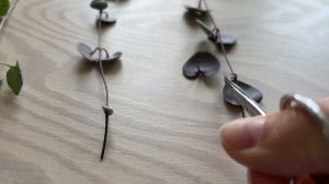 Церопегия Вуда 💜 часть 1. черенкование