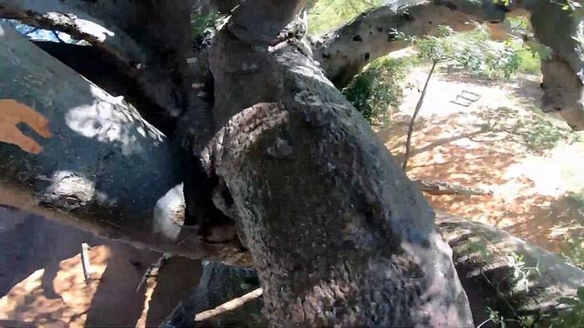 Biggest Baobab In The World ?