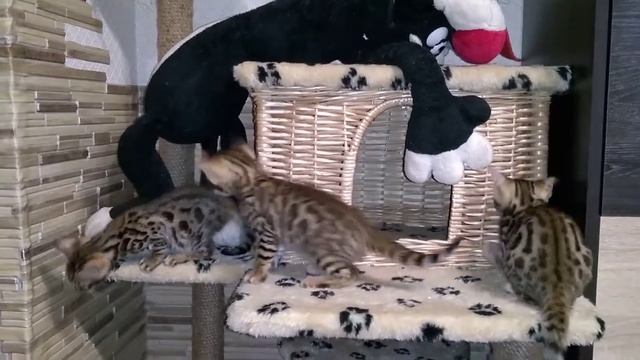 Утренние зорьки котят-бенгалят