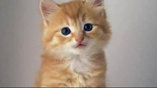 PIP STAR UPDATE PLEASE HELP ME STOP THE UTTP MAN (parody) смотреть онлайн