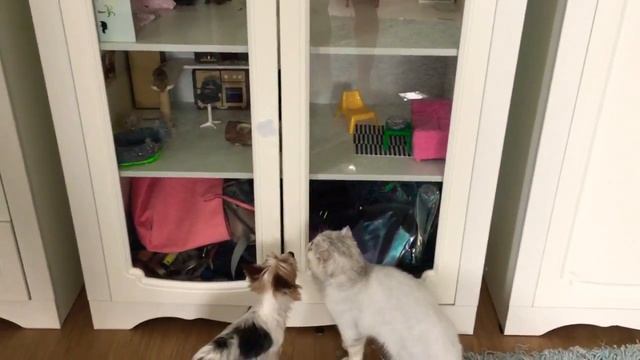 Домашние питомнцы#кошкимышки#песчанки#йорк