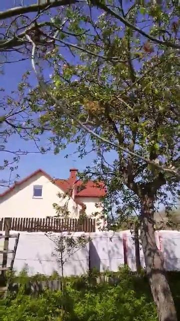 Грецкий орех