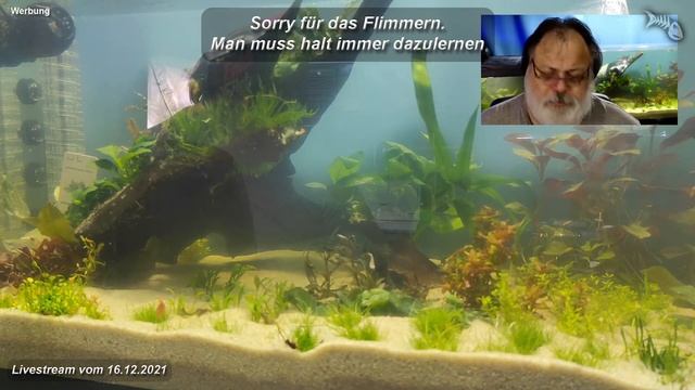 Röhrenwürmer - Kannst du ein paar Infos zur Haltung im Aquarium sagen? смотреть онлайн