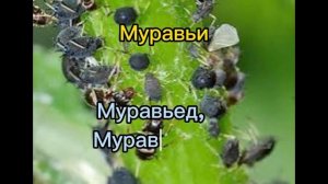 Вредители перца в теплице и борьба с ними