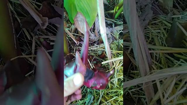 CANNA EDULIS comestible - abondant - rentable ! смотреть онлайн