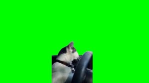 кот за рулем на зеленом фоне